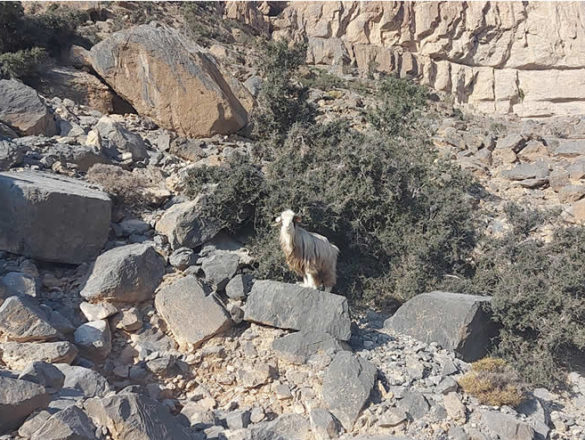 Ziegen im Oman