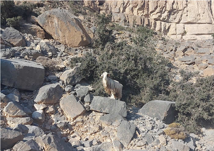 Ziegen im Oman